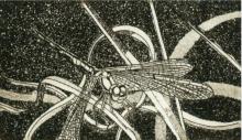 Libelle 03 - Aquatintaradierung - 5 x 10 cm -  10er Auflage