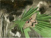 Schmetterling und Palmblatt - Aquatintaradierung koloriert - 20 x 15 cm - 10er Auflage