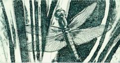 Libelle 02 - Aquatintaradierung - 10 x 5 cm - 10er Auflage